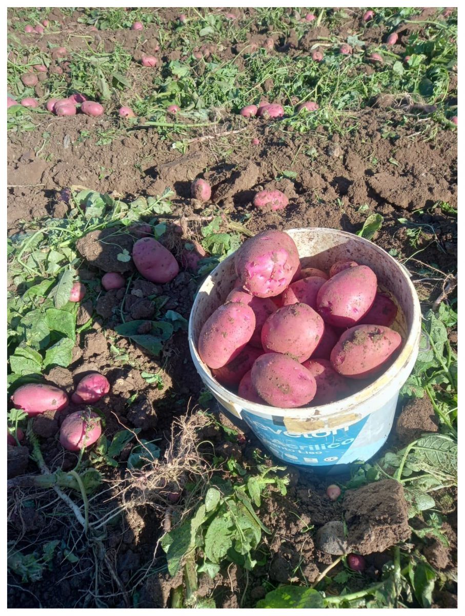 cultivo de patata ecológica