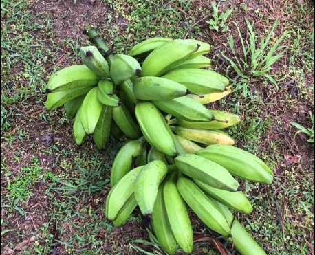 platano enano topocho